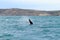 Whale watching from Valdes Peninsula,Argentina. Wildlife