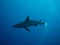 A whaler shark swimming in shallow water