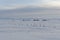 Whalers graveyard markers on Herschel Island Canadian Beaufort Sea
