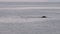 Whales in Antarctica - Antarctic Peninsula - Palmer Archipelago - Global Warming
