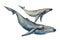 Whales big humpback with baby cub whale watercolor art illustration on white background