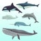 Whales and dolphins, marine underwater mammal, ocean animals flat vector set