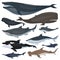 Whales, dolphins sharks and other nautical mammals animals