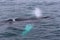 Whales game in a cold sea water near Iceland shore