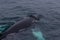 Whales game in a cold sea water near Iceland shore