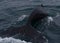 Whales game in a cold sea water near Iceland shore