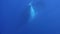 Whales Humpback Megaptera novaeangliae in underwater marine life of ocean.