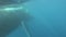 Whales Humpback in underwater marine life of ocean.
