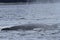 Whales in inside passage, Alaska