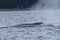 Whales in inside passage, Alaska