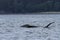 Whales in inside passage, Alaska