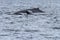 Whales in inside passage, Alaska