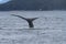 Whales in inside passage, Alaska