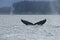 Whales in inside passage, Alaska