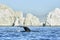 Whales in Pacific Ocean near Cabo San Lucas