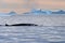 Whales pass a bay with melting icebergs nearby of Greenland shoreline