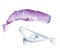 Whales Sea Animals. Watercolor Whale, sperm whale and narwhal.