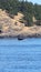 Whales spoting at the orca island washington