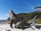 Whales Statue @ Kurnell area, which is at the southern headland of Kamay Botany Bay National Park, near Cronulla