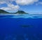 Whales underwater split with island at the horizon