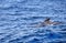 Whales are in the water at the coast of Tenerife, Canary islands, Spain. Atlantic ocean. Copy space. Empty place for message.