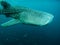 Whaleshark at derawan island, indonesia