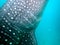 whaleshark in the pacific ocean in oslob on cebu island