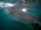 whaleshark in the pacific ocean in oslob on cebu island