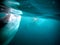 whaleshark in the pacific ocean in oslob on cebu island