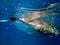 whaleshark in the pacific ocean in oslob on cebu island