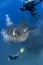 Whaleshark and scuba divers underwater in ocean