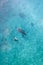 Whalesharks swimming in ocean drone aerial footage Cebu Philippines