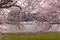 The Wharf of Washington DC behind a curtain of blossoming cherry trees.