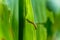 What causes the maize leaves being damaged,Corn leaf damaged by fall armyworm Spodoptera frugiperda.Corn leaves attacked by worms