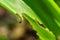 What causes the maize leaves being damaged,Corn leaf damaged by fall armyworm Spodoptera frugiperda.Corn leaves attacked by worms