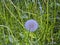 What dandelion in a grass
