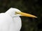 What a great Egret Profile!