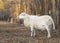 What Katahdin sheep ram with bright yellow trees behind