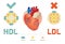 What is Lipoprotein - illustrated explanation