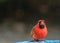 What? Male Cardinal