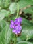 What is a purple and white flower (Stachytarpheta cayennensis) in the garden with natural Background