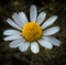 What`s better than a beautiful country Daisy?