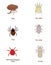 What To Know About Parasites. Skin And Fur Parasites Vector Set. Flea, Tick, Ear Mite, Fur Mite, Harvest Mite, Louse.