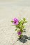 What a wonderful world: a lonely pink flower found its way through a tarmac road