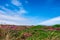 Wheal Coates flowering