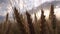 Wheat in Agriculture Field, Ear in Sunset, Agricultural View Grains, Cereals Cro