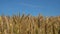 Wheat agriculture field on farm. Nature harvest grain crop in rural summer landscape.