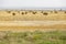 Wheat ballots on a farmerâ€™s field