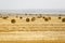 Wheat ballots on a farmerâ€™s field