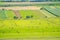 Wheat ballots on the grass field